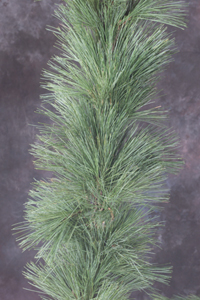 Pine Garland