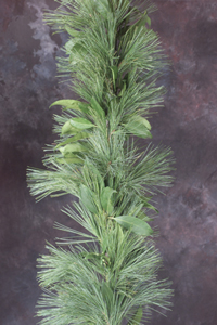 Pine/Laurel mixed Garland